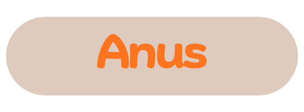 Anus Button