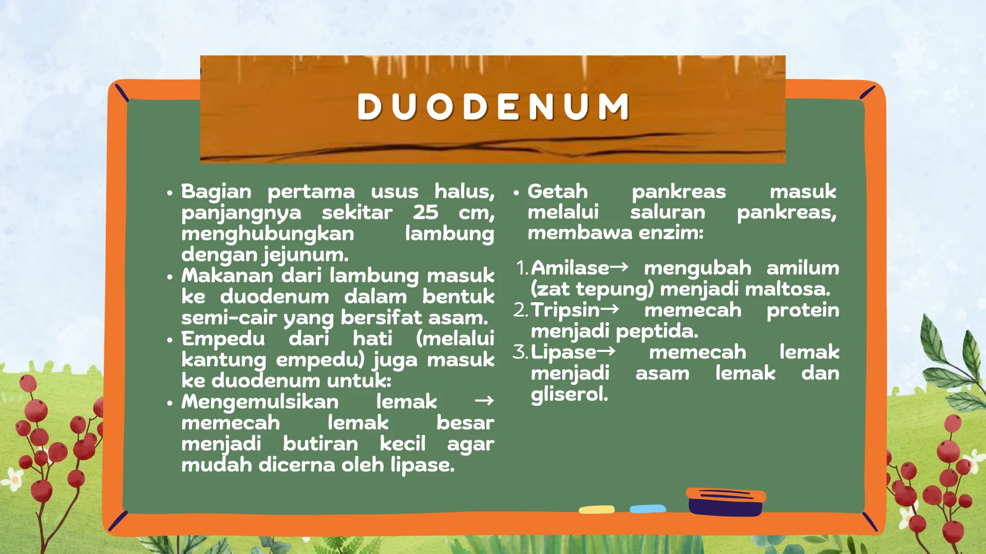 Gambar Duodenum