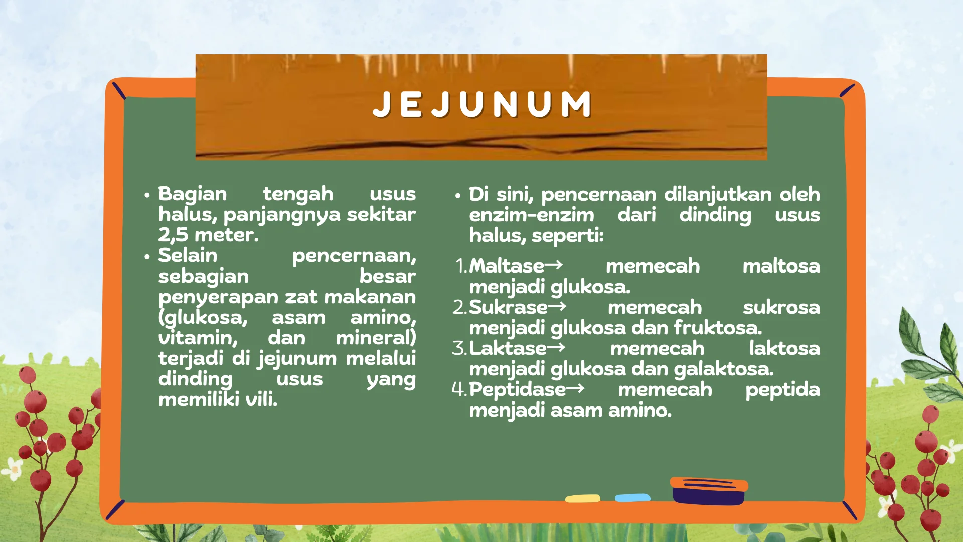 Gambar Jejunum